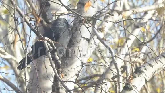 坐在黄秋叶之间的桦树枝上的杰克达夫视频的预览图