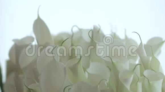一个大花瓶里放着一束白色的大花视频的预览图