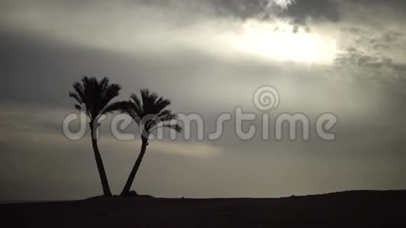 加速录像在阴云密布的天空背景下珊瑚礁附近的海岸上孤独的棕榈树视频的预览图