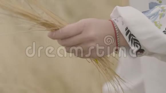一个穿着刺绣袖子的年轻女子的特写双手在田野上收集麦穗连接视频的预览图