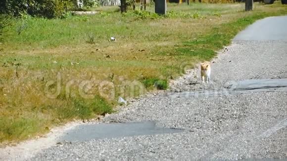 猫在路边散步视频的预览图