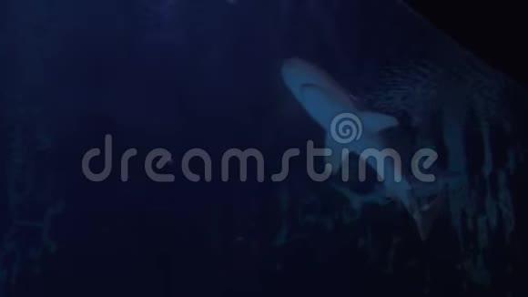 鲨鱼在大型海水水族馆游泳水中的鲨鱼视频的预览图