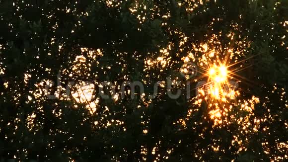 夕阳穿过树冠视频的预览图