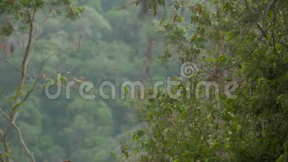 全景雨林谷卡萨纳雷哥伦比亚视频的预览图