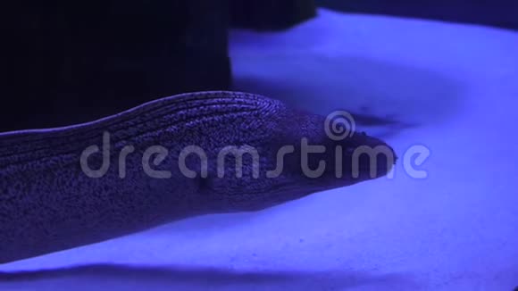在暗水中的水族馆里一条莫雷鳗在水下游泳的特写镜头视频的预览图