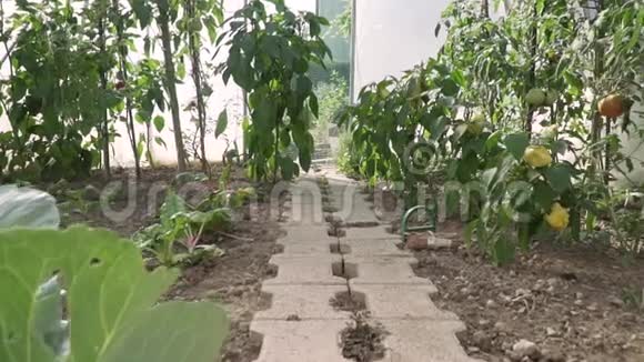 全高清分辨率视频温室番茄灌木与绿色和红色番茄在其中生态农业园视频的预览图