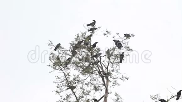 一群乌鸦在树上啼叫视频的预览图