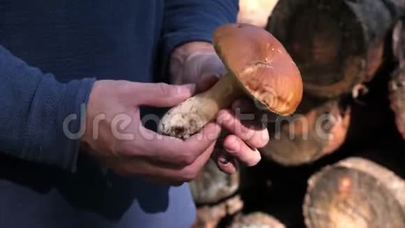 蘑菇采摘人拿着大牛肝菌菇旋转双手特写晴朗的秋天在森林里视频的预览图