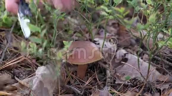 采蘑菇的人在森林里切大牛肝菌森林里阳光明媚的秋日视频的预览图
