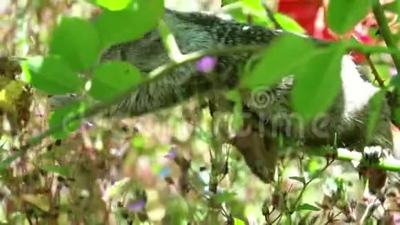 一只可爱的松鼠挂在吃野花的早午餐上视频的预览图