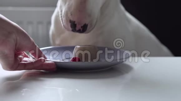 猎犬坐在椅子上舔餐桌上的冰淇淋的慢动作视频的预览图