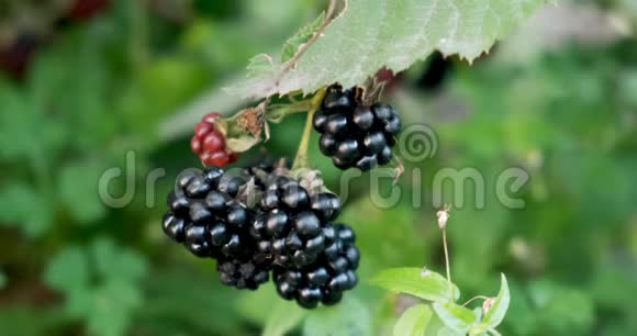 带有昆虫的新鲜黑莓果实视频的预览图