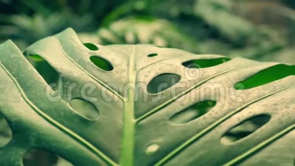 异国植物的大绿叶视频的预览图
