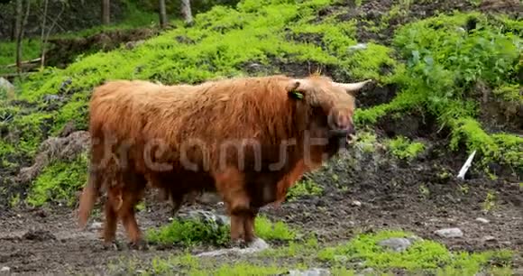 高地牛牛在夏季牧场上放牧夏天苏格兰牛牛在草甸散步4K视频的预览图