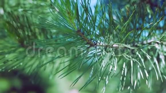特写镜头针叶树的一个分支松树视频的预览图