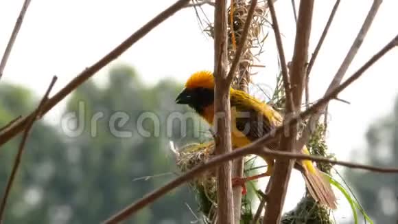 黄鸟栖息在树枝上树上有巢视频的预览图