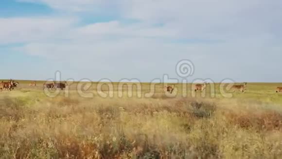 一群羚羊在俄罗斯一个保护区的草原上觅食鸟瞰视频的预览图