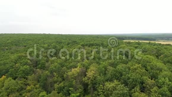 夏季天气下低无人机在绿色森林上空飞行大树被风吹动视频的预览图