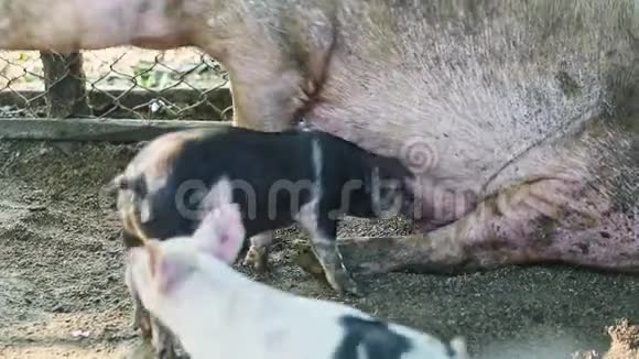 两只有斑点的家养猪试图喝母乳视频的预览图