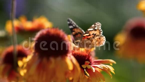 美丽的蝴蝶授粉花的太阳金盏菊和紫锥菊橙色紫菀科上的彩绘女士视频的预览图