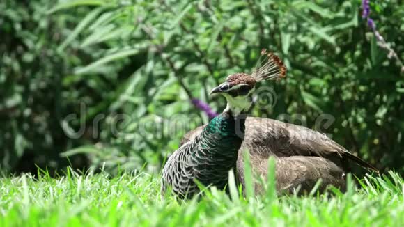 一只成熟的雌孔雀停在草地上视频的预览图