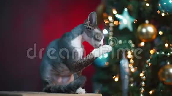 猫在圣诞树的背景上舔爪子视频的预览图