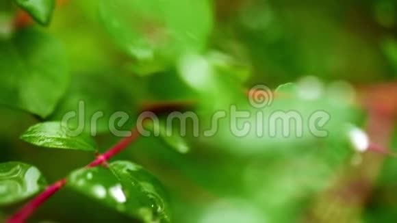 大自然中绿叶上的雨水滴视频的预览图