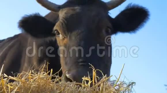 黑牛吃干草视频的预览图