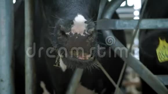 牛屋里的牛猫牛棚动物养殖牛在摊子里吃奶牛在农村很多奶牛视频的预览图