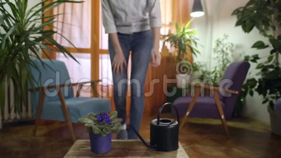 年轻女子在现代家庭中浇灌紫罗兰视频的预览图