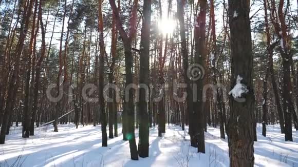 观赏白雪覆盖的风景秀丽的松林明亮的阳光透过高高的树干和视频的预览图