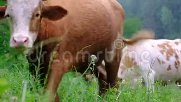 一头年轻的公牛从右向左经过镜头奶牛在草地上放牧特写镜头草花和昆虫视频的预览图