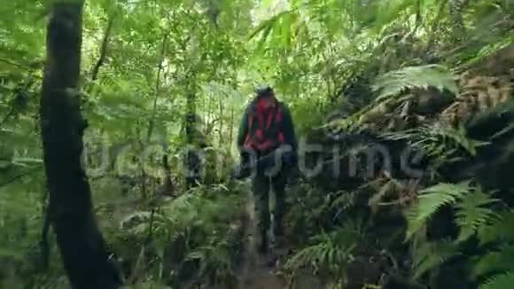 游客在热带雨林后景徒步旅行途中步行带背包旅行的人去野外丛林视频的预览图