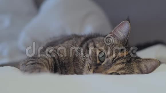 懒洋洋的悲伤的绿眼睛的猫躺在舒适的床上流动人口视频的预览图