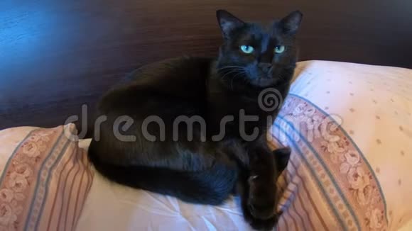 黑猫在床上视频的预览图