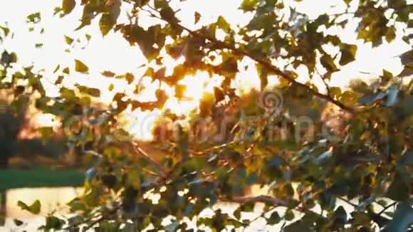 夕阳的夏季光线穿过池塘或河流湖附近的树的叶子和树枝A视频的预览图