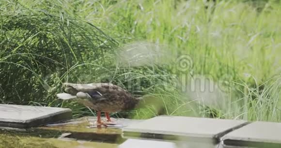 鸭子在池塘上鸟吃东西红色摄像机拍摄视频的预览图