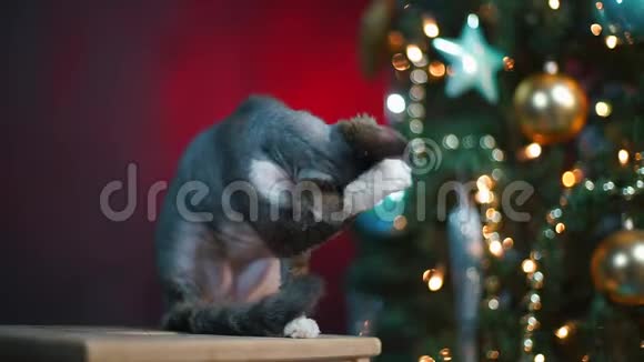 家猫DevonRex坐在圣诞树附近视频的预览图