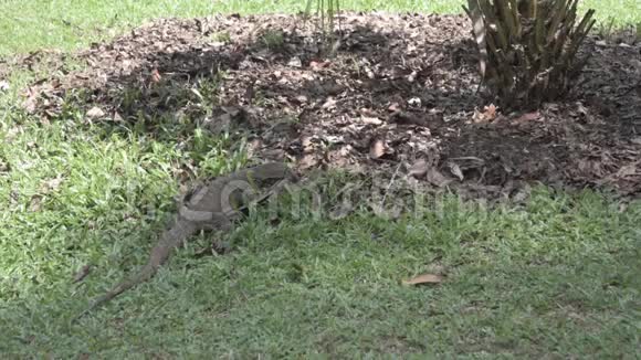 监测蜥蜴通过树叶垃圾寻找食物视频的预览图