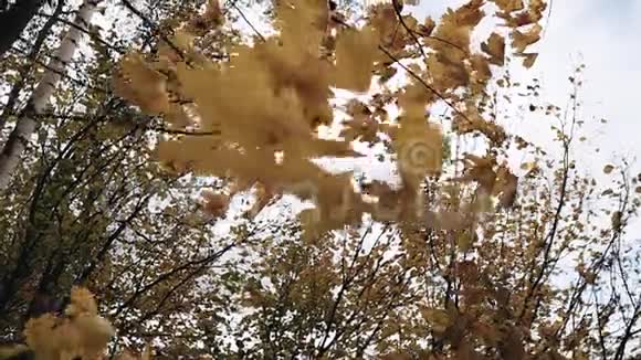 黄色的枫叶在风中摇曳秋天快关门季节视频的预览图