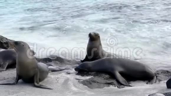 加拉帕戈斯海狮展示了冲浪的领地行为视频的预览图