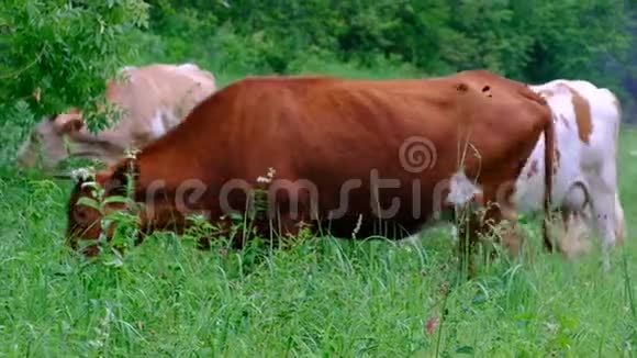 不同颜色的奶牛在草地上自己放牧牛树草花和昆虫畜牧业发展视频的预览图