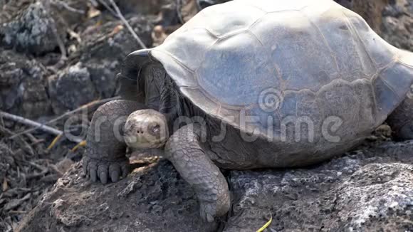 厄瓜多尔加拉帕戈斯西莫尔岛20190620成年乌龟低头视频的预览图