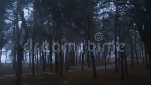 穿过黑暗迷蒙的森林视频的预览图