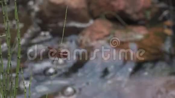 近在微风中摇曳的红蜻蜓背景是溪流的芦苇视频的预览图