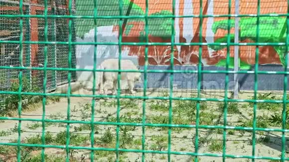 野生大白虎走在大动物园笼子里视频的预览图