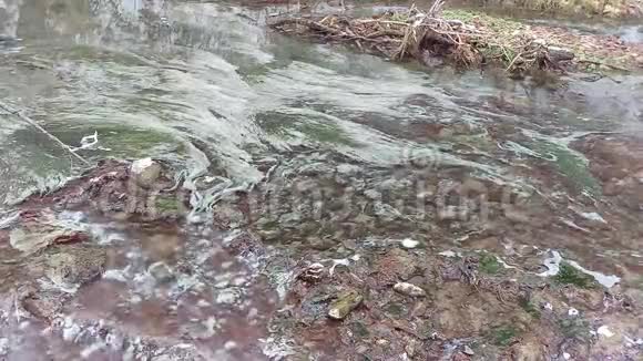 青绿色藻类在水中游动视频的预览图