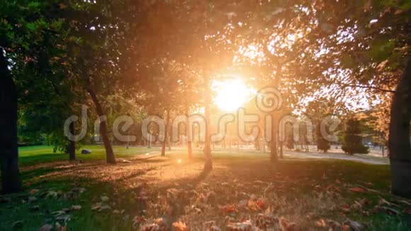 秋叶在阳光明媚的晨光下落在草地上黄色橙色视频的预览图
