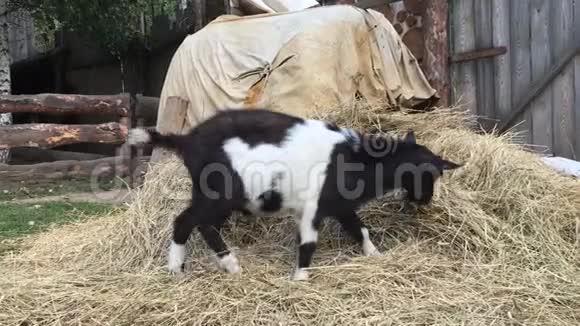 一只黑白相间的小山羊在夏天的晴天在农场里吃干草和牲畜视频的预览图