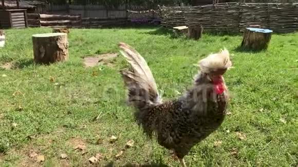 灰白色的公鸡走在草地上农村的农场阳光明媚的夏日里的免费野鸡视频的预览图